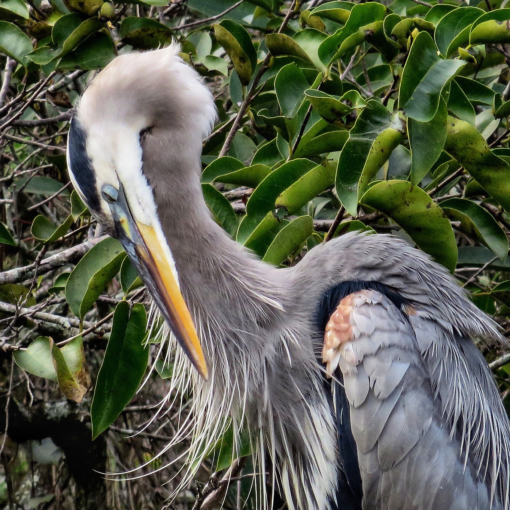 Canon PowerShot SX280 HS sample photo. Coy heron  photography