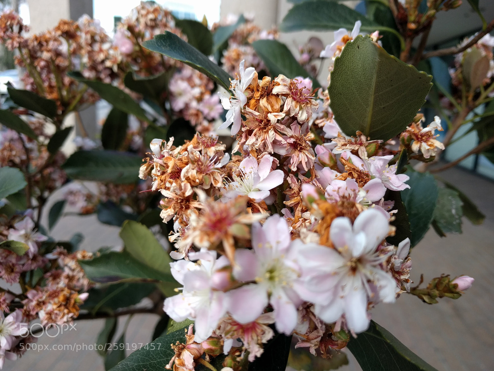 LG Nexus 5X sample photo. Renewal time photography
