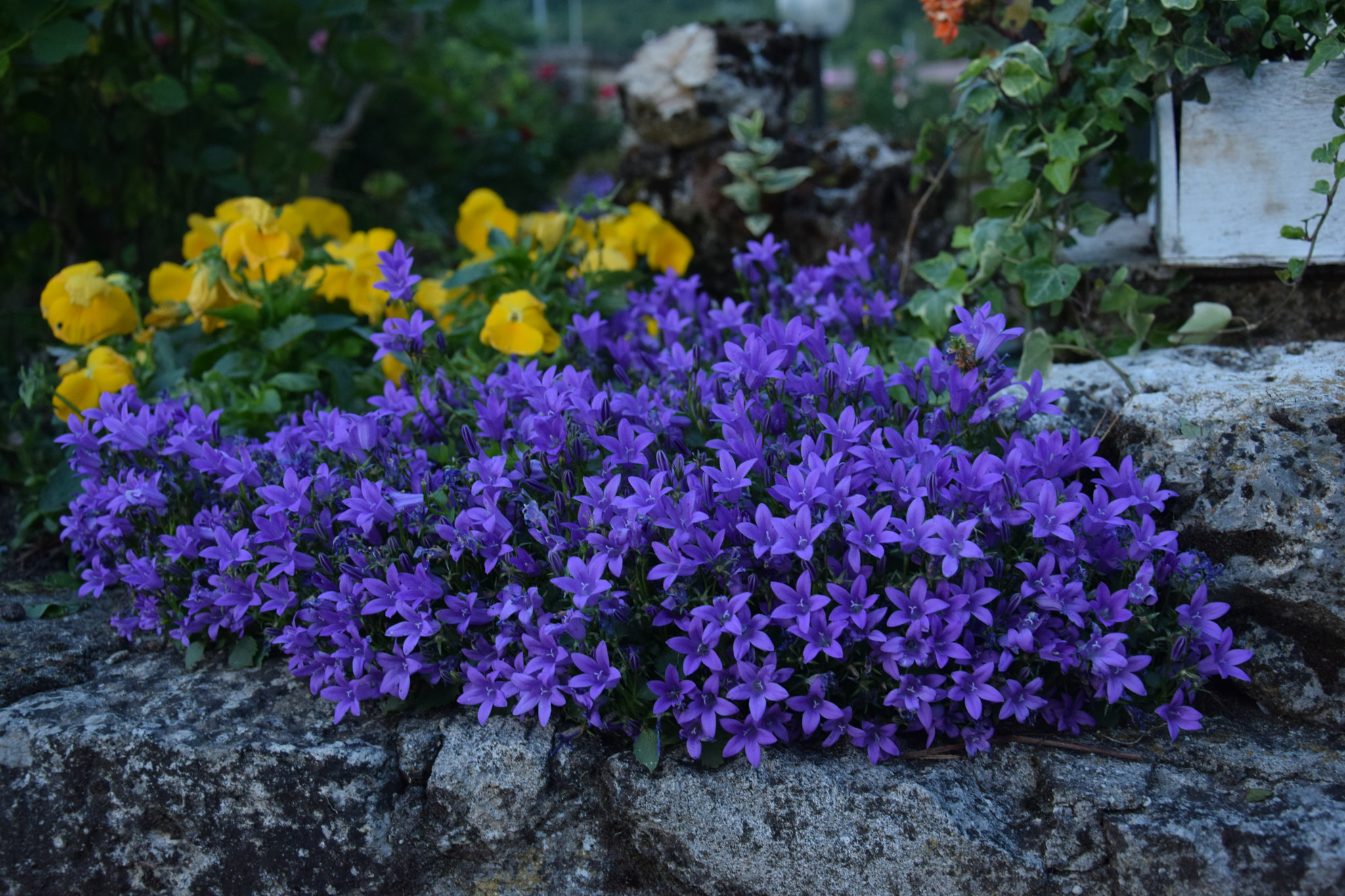 Nikon D5300 sample photo