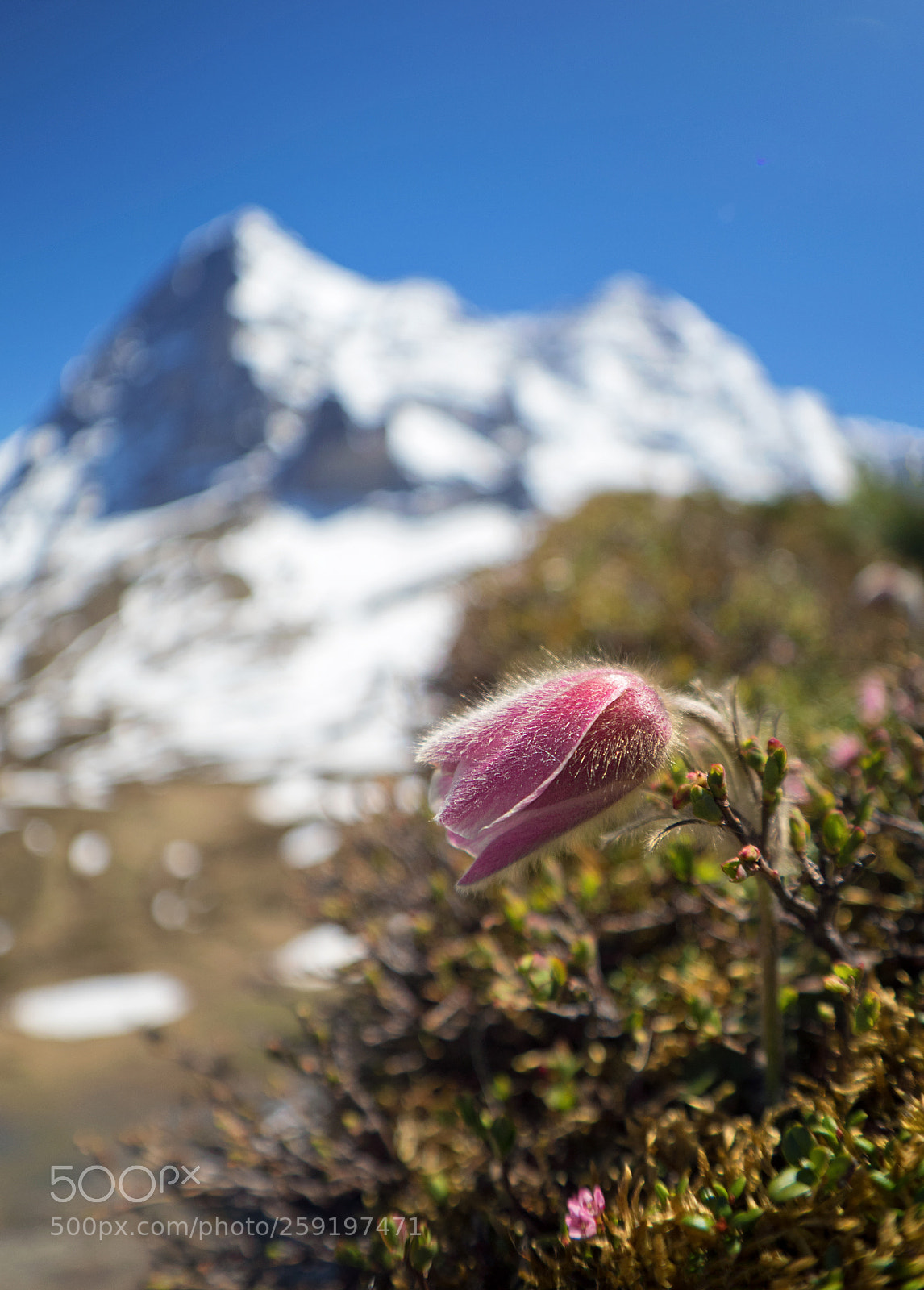 Olympus OM-D E-M1 Mark II sample photo. Alpine pasque flower photography
