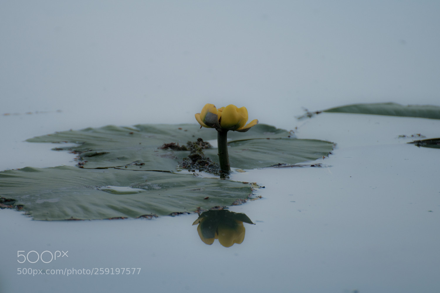 Nikon D5500 sample photo. Nuphar lutea photography