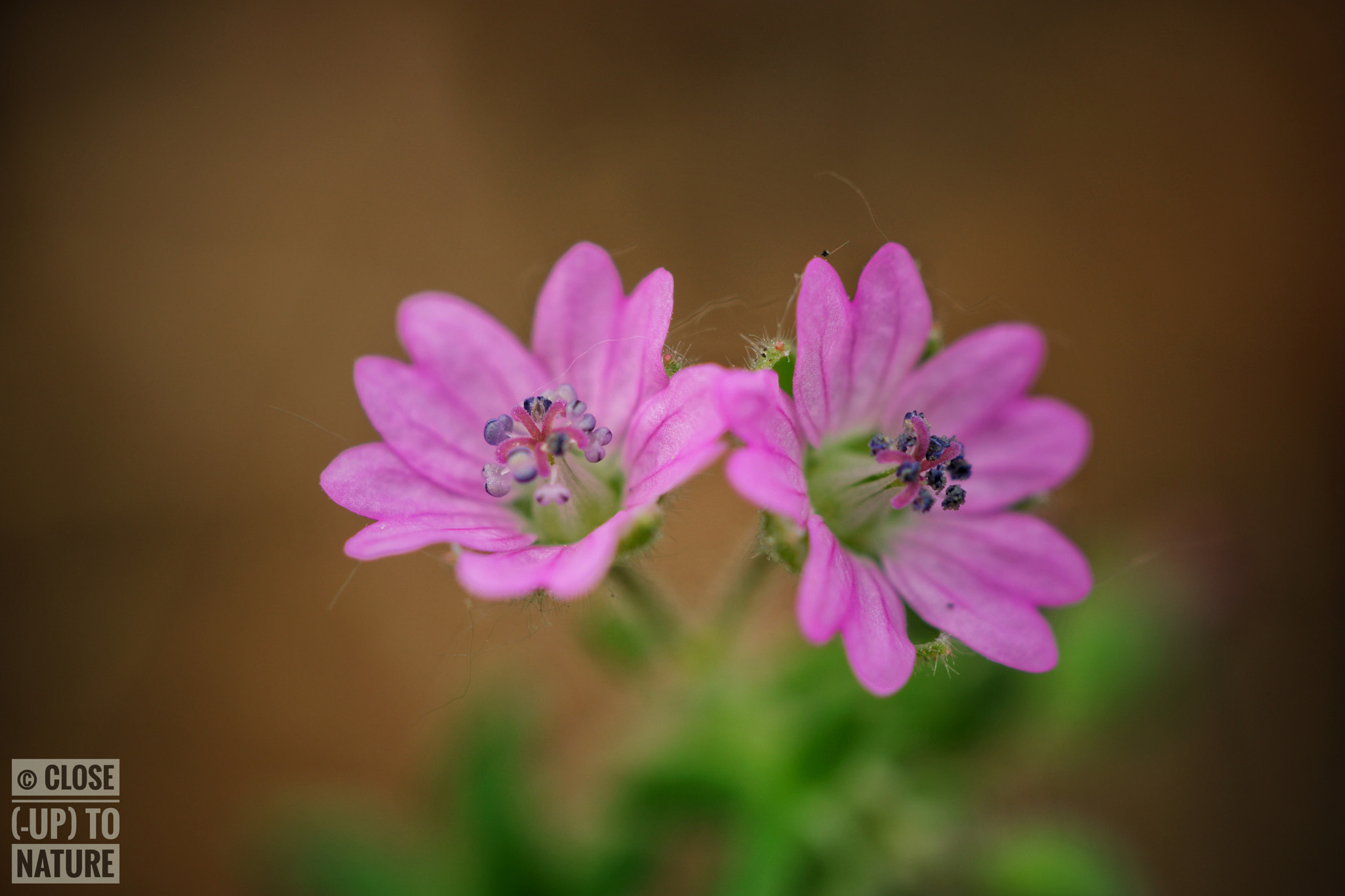 Samsung NX500 sample photo. Geranium molle photography