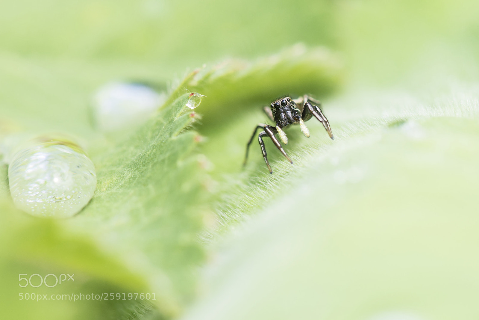 Nikon D610 sample photo. Springspinne mit wassertropfen photography