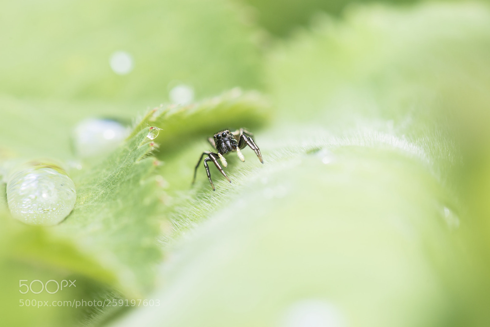 Nikon D610 sample photo. Springspinne photography