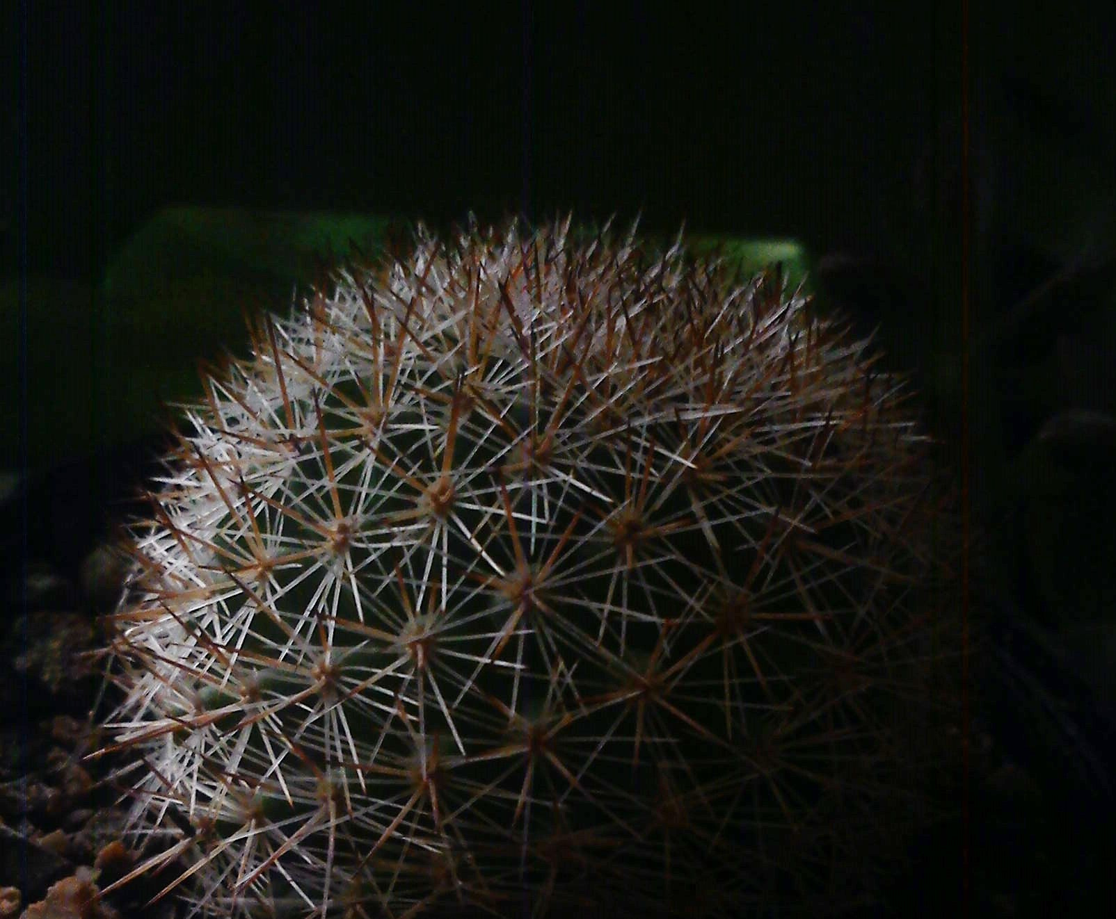 Sony Ericsson J10i2 sample photo