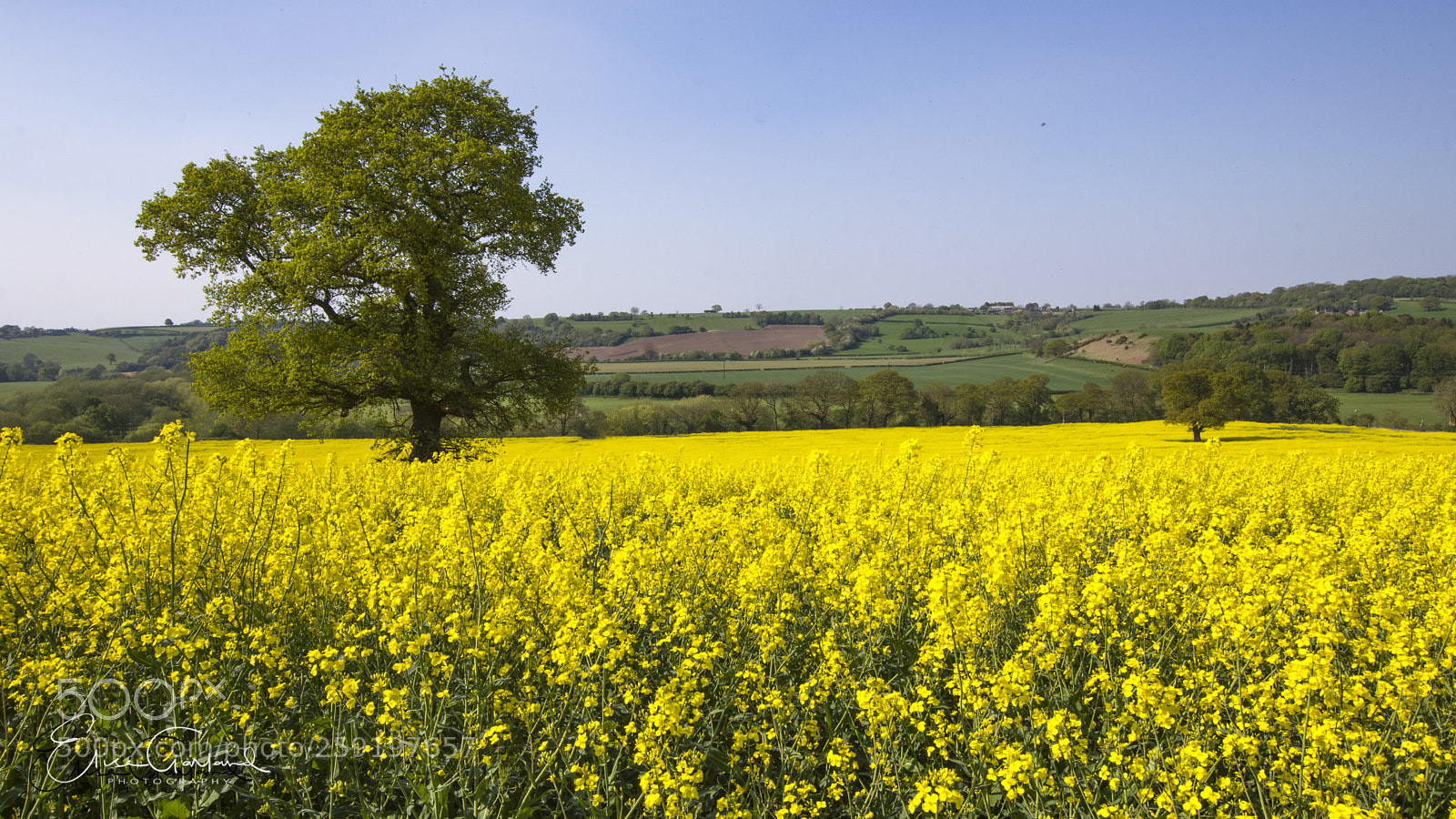 Nikon D7200 sample photo. Rape field otley photography
