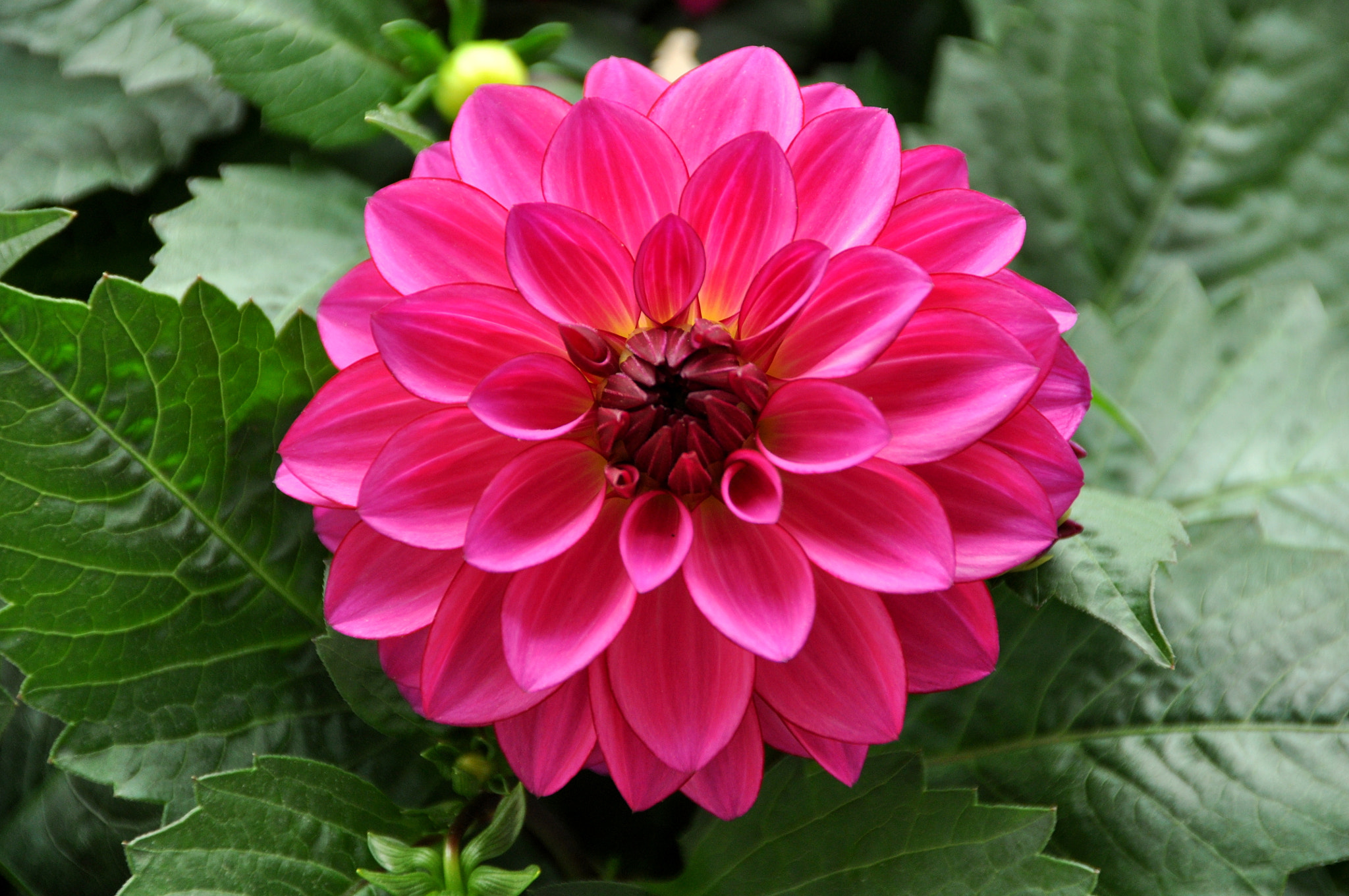 Nikon D90 sample photo. Dsc photography
