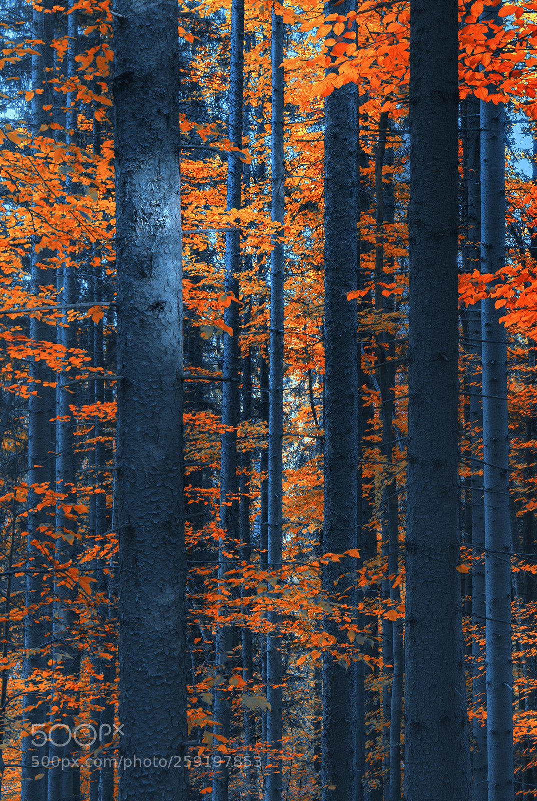 Nikon D610 sample photo. Forest trees photography