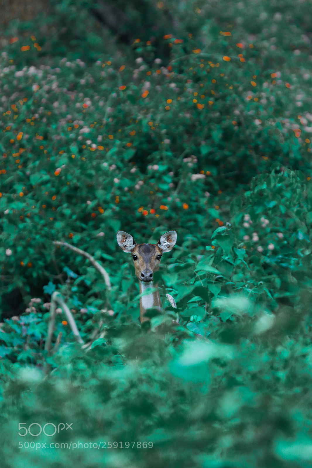 Canon EOS 77D (EOS 9000D / EOS 770D) sample photo. Deer hunding photography