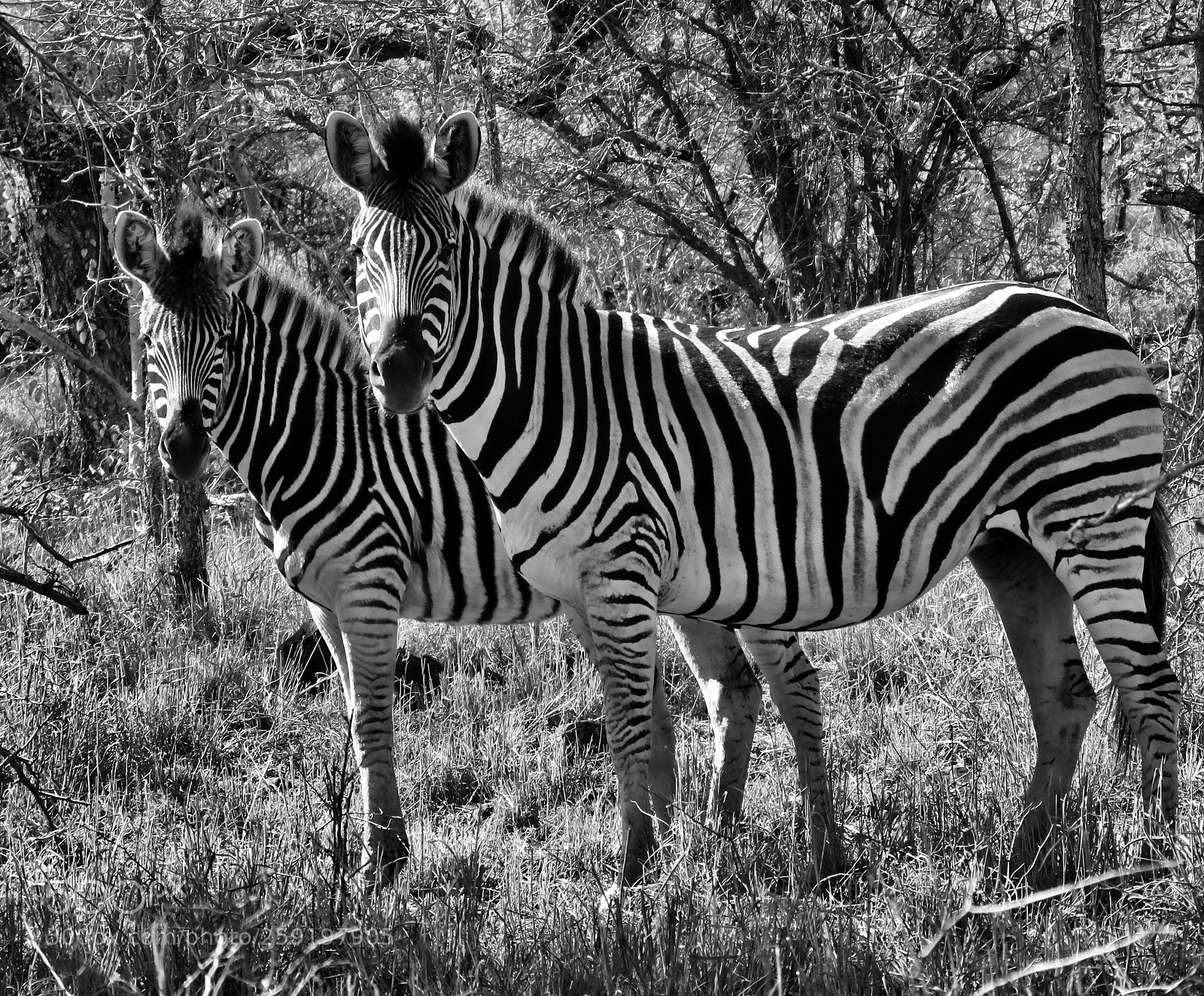 Canon PowerShot SX60 HS sample photo. Stripes photography