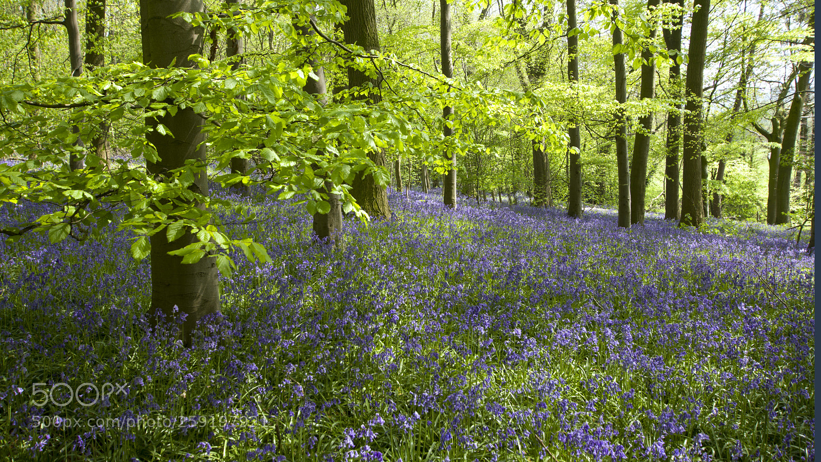 Nikon D7200 sample photo. Bluebell wood photography