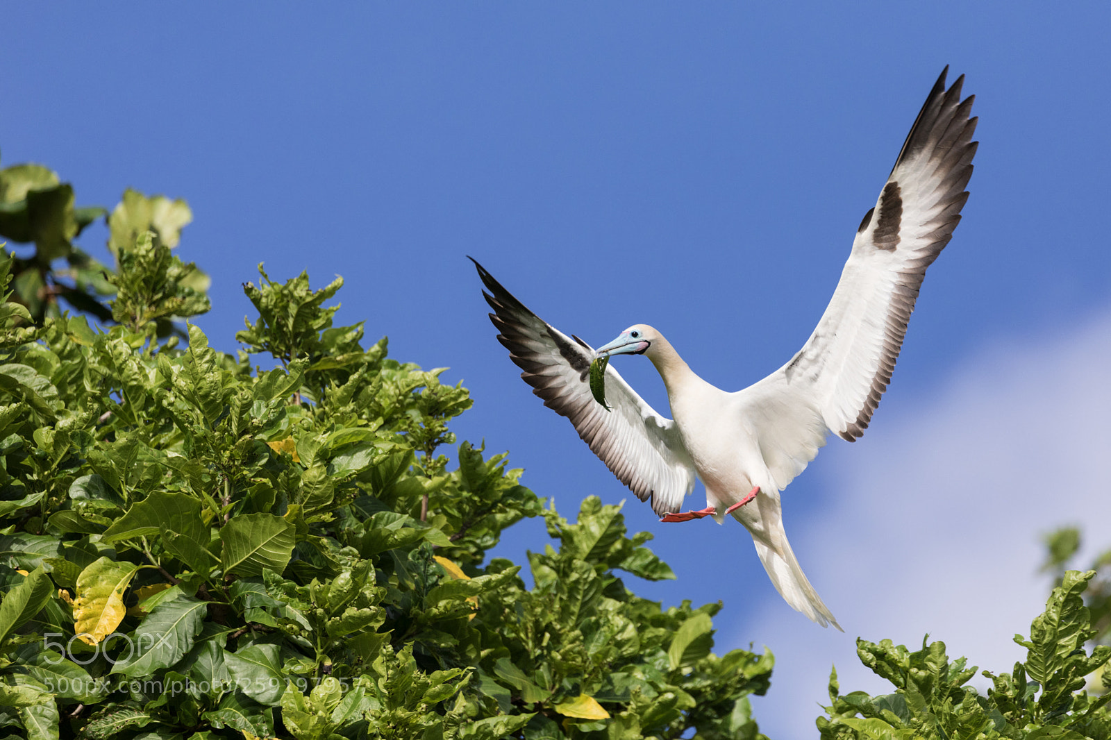Canon EOS 5D Mark IV sample photo. Booby landing photography