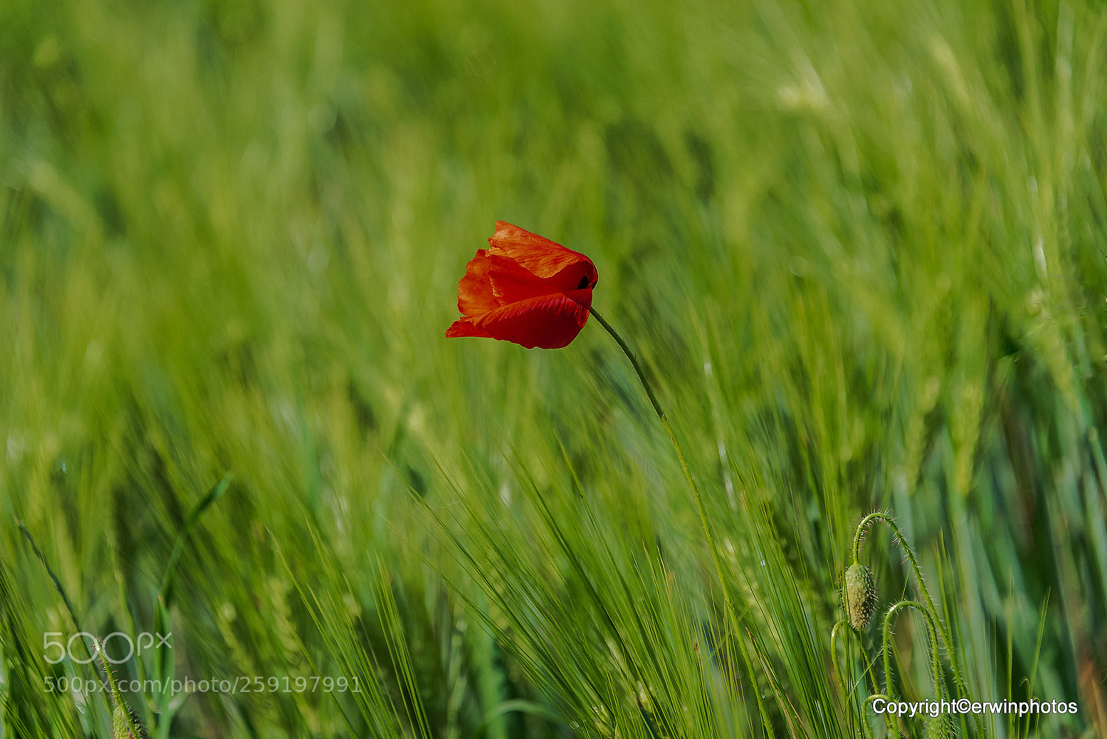 Nikon D750 sample photo. Vom winde verweht... photography
