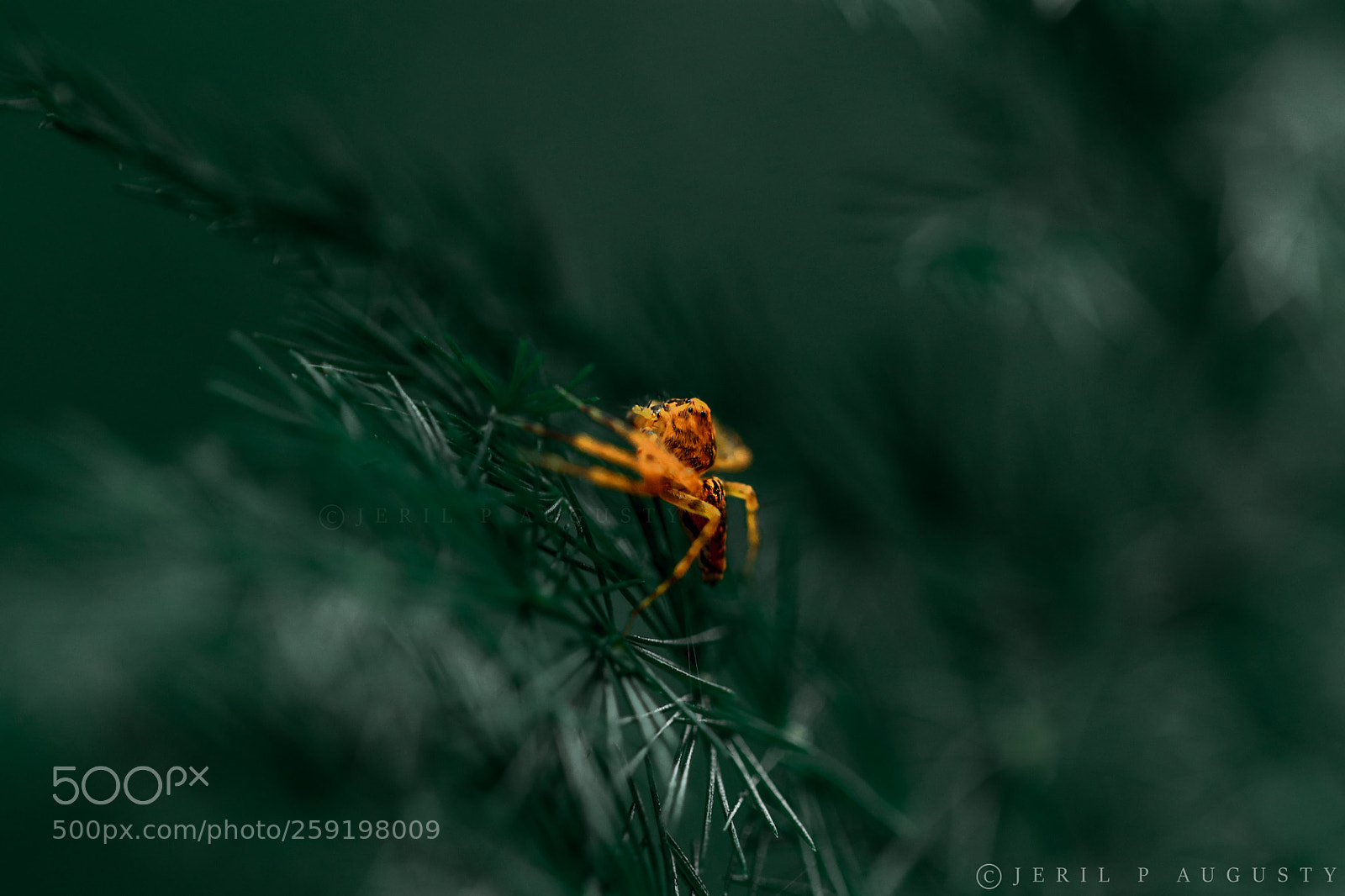 Canon EOS 77D (EOS 9000D / EOS 770D) sample photo. Spider photography