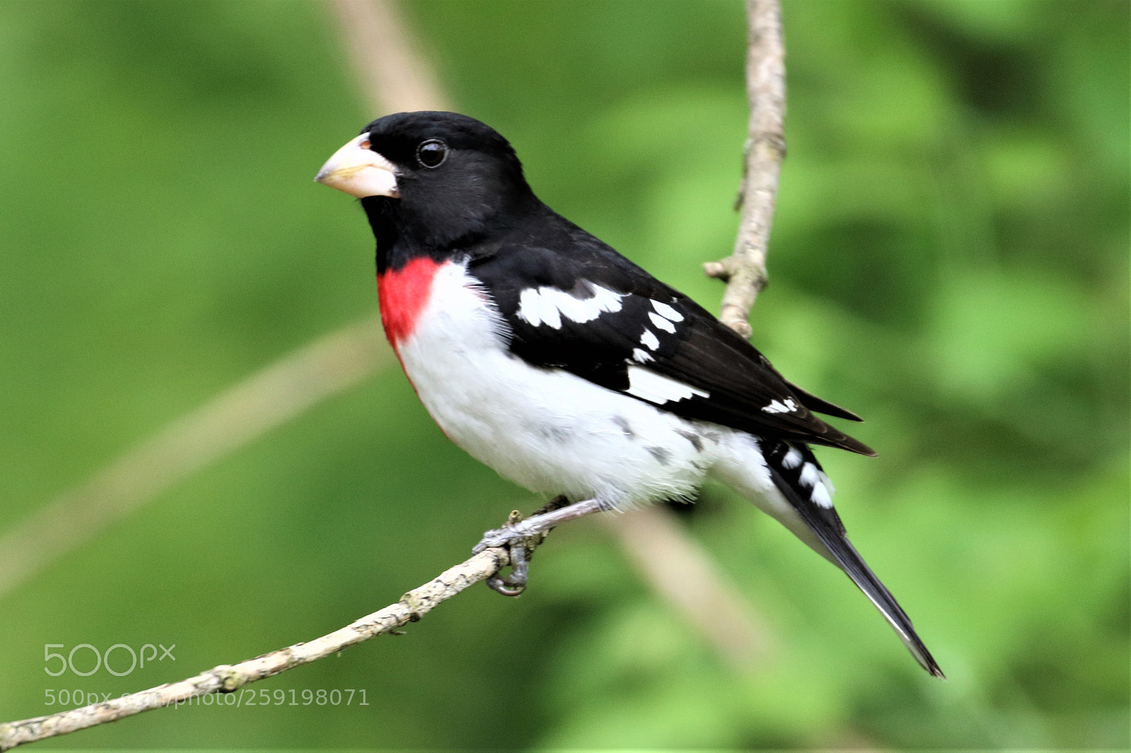 Canon EOS 7D Mark II sample photo. Rose-breasted grosbeak photography