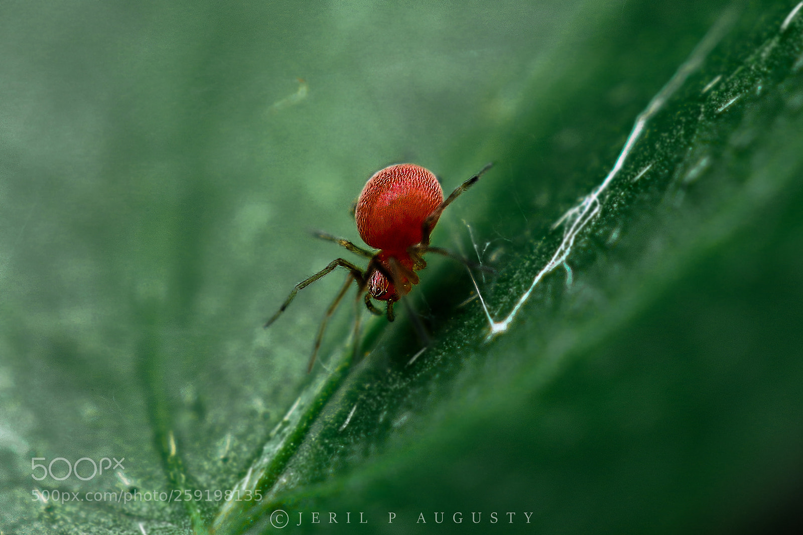 Canon EOS 77D (EOS 9000D / EOS 770D) sample photo. Spider photography