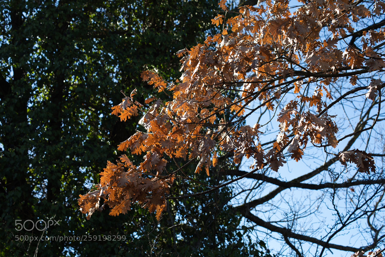 Canon EOS 5D Mark IV sample photo. Fire leaves photography