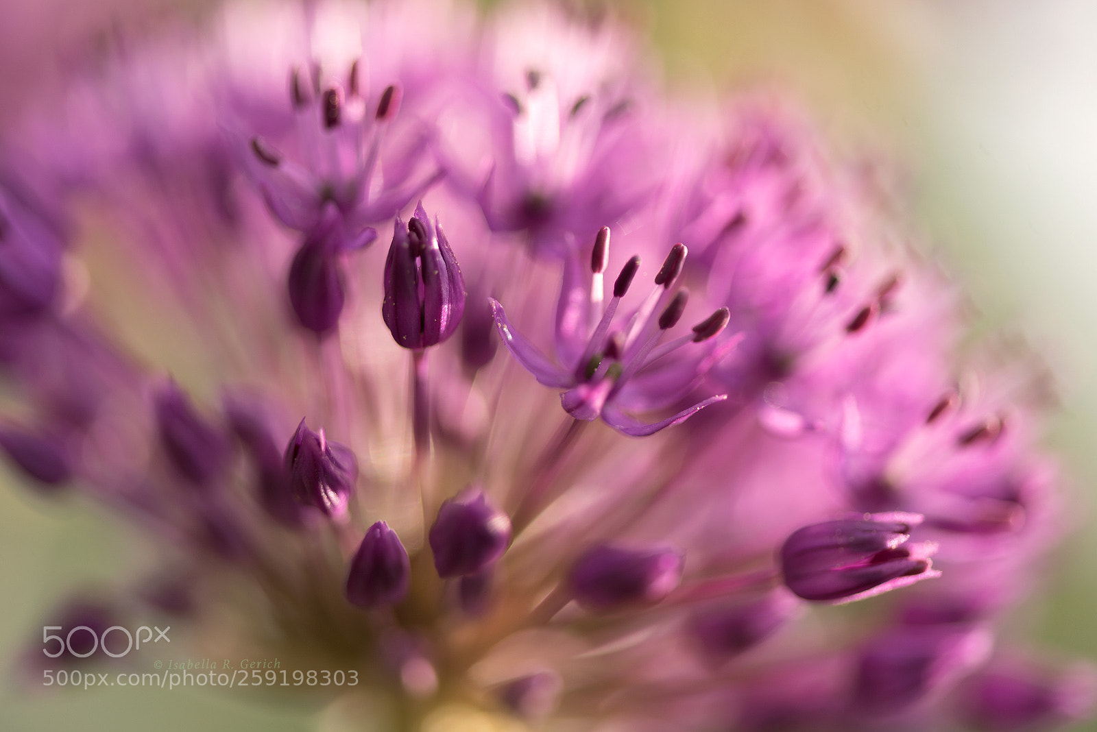 Nikon D750 sample photo. Purple sensation photography