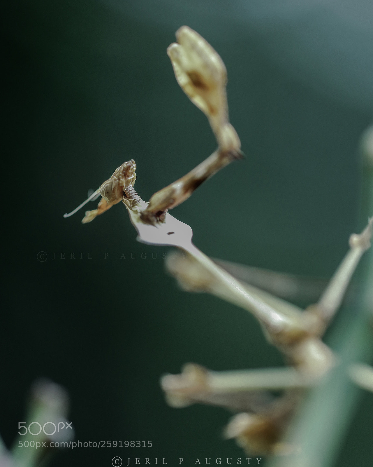 Canon EOS 77D (EOS 9000D / EOS 770D) sample photo. Untitled photography
