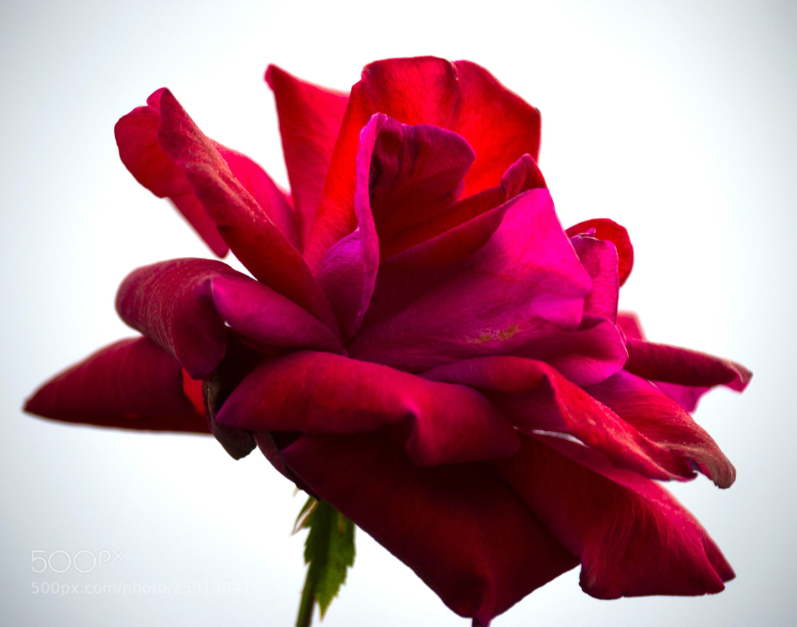 Nikon D3200 sample photo. Rosa photography