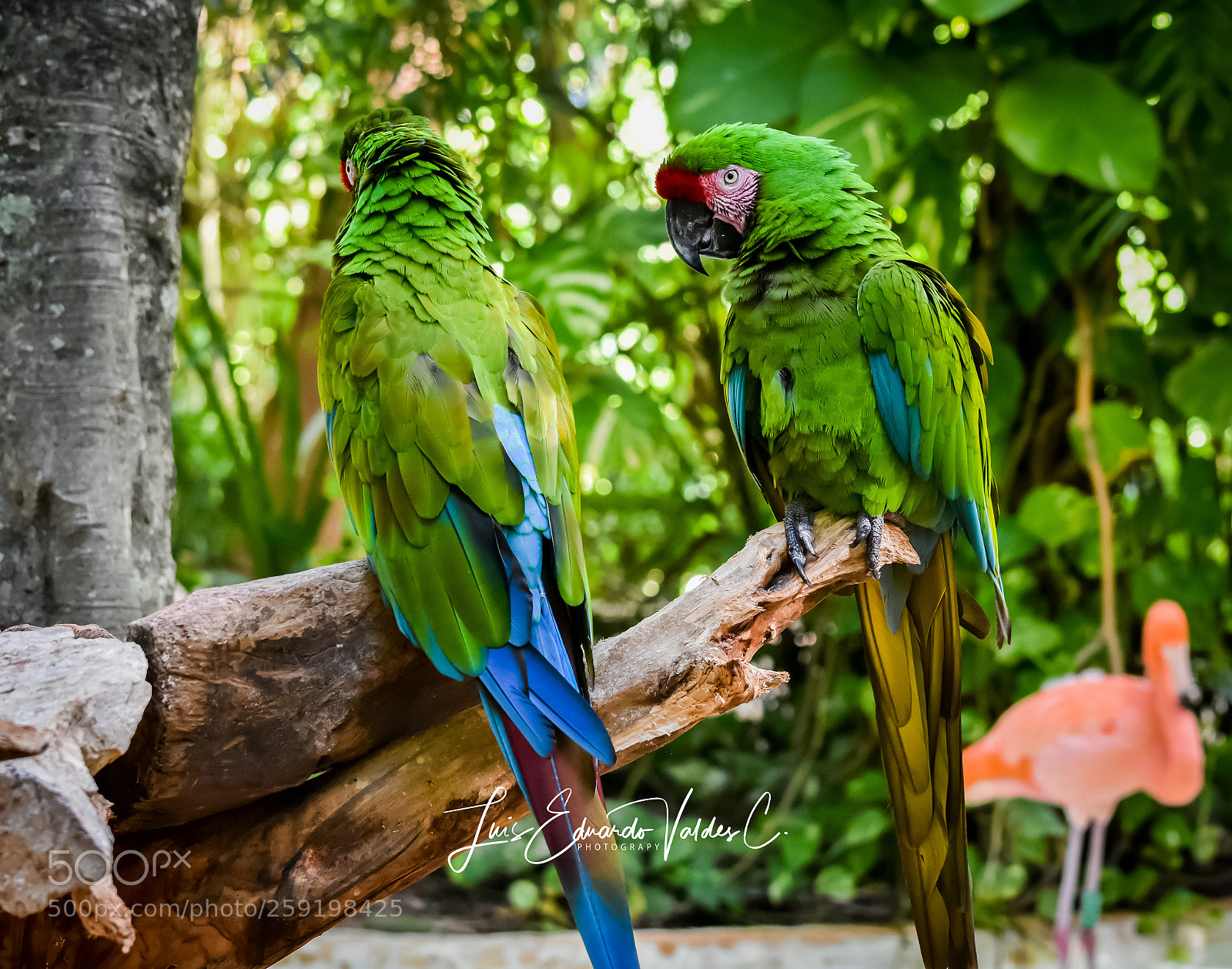 Nikon D7200 sample photo. Green birds photography