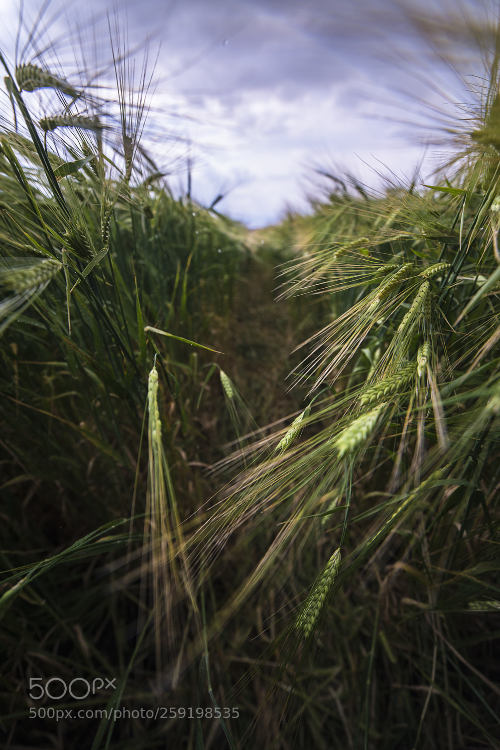 Nikon D610 sample photo. Wheat photography