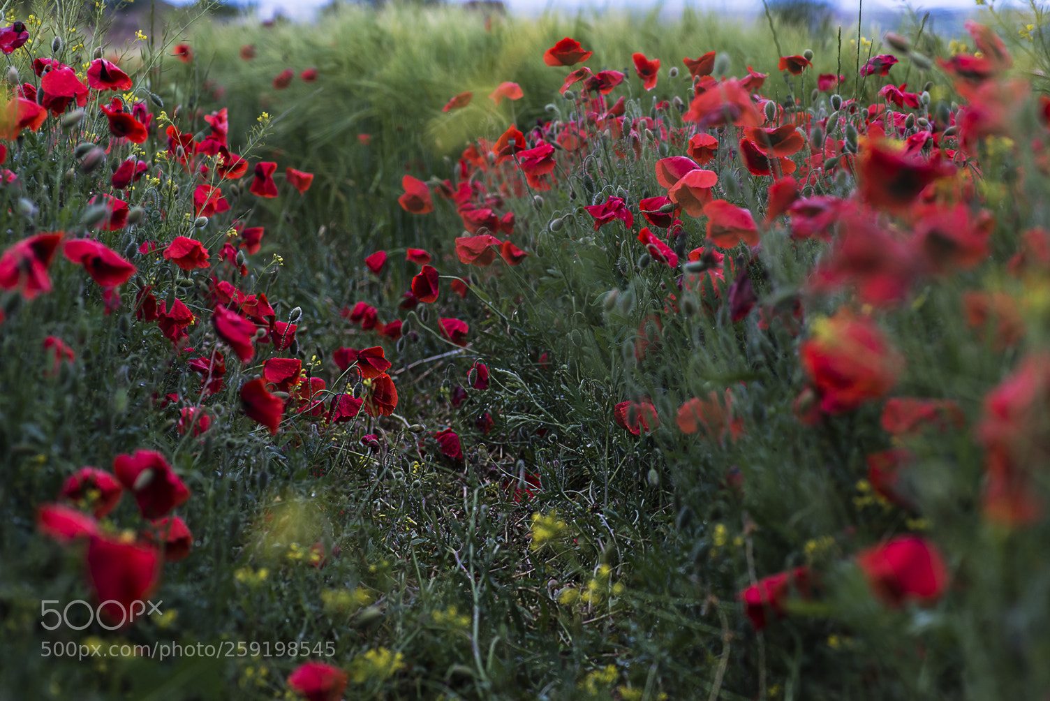 Nikon D610 sample photo. A walk full of photography