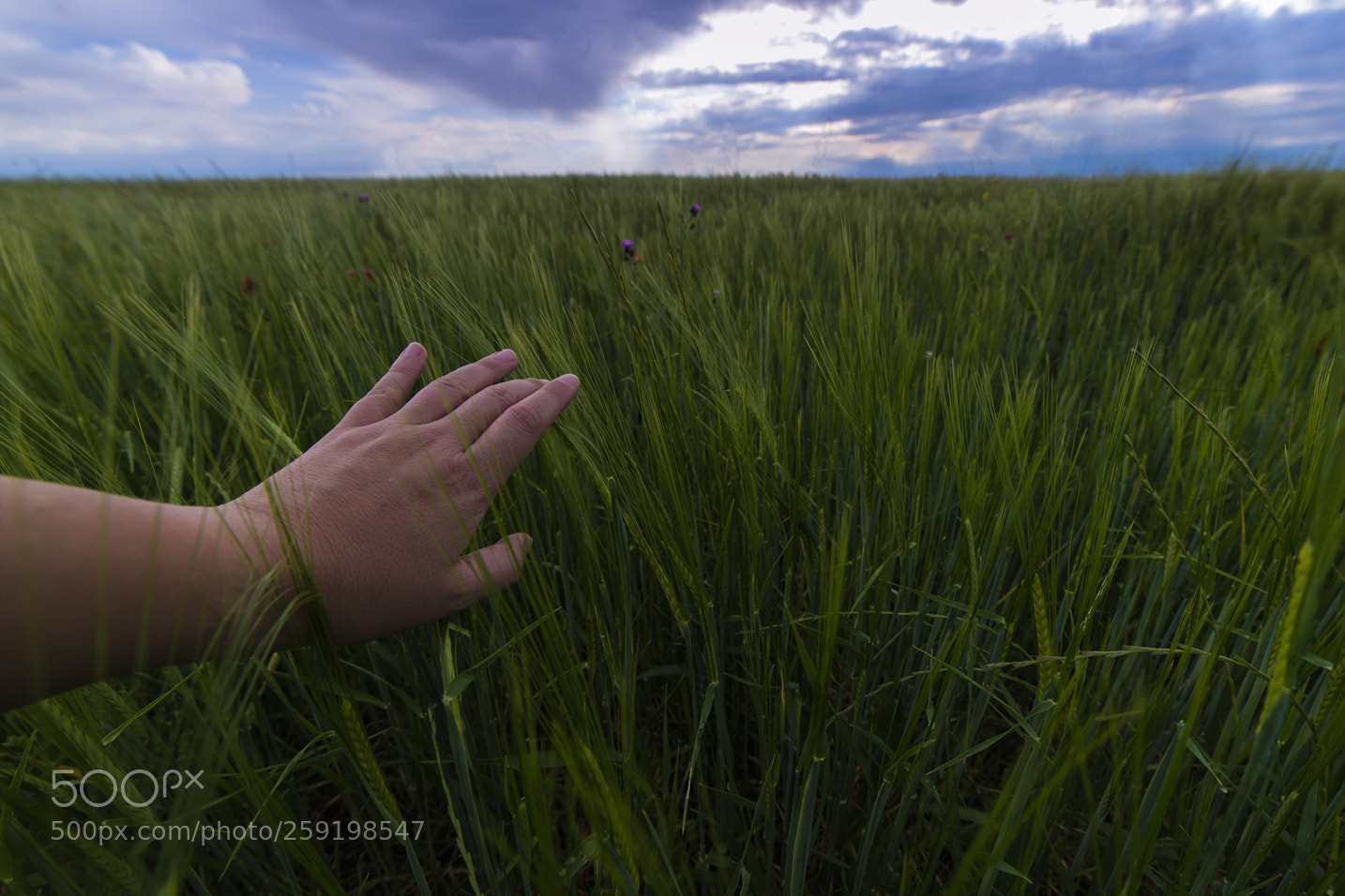 Nikon D610 sample photo. Let me walk photography
