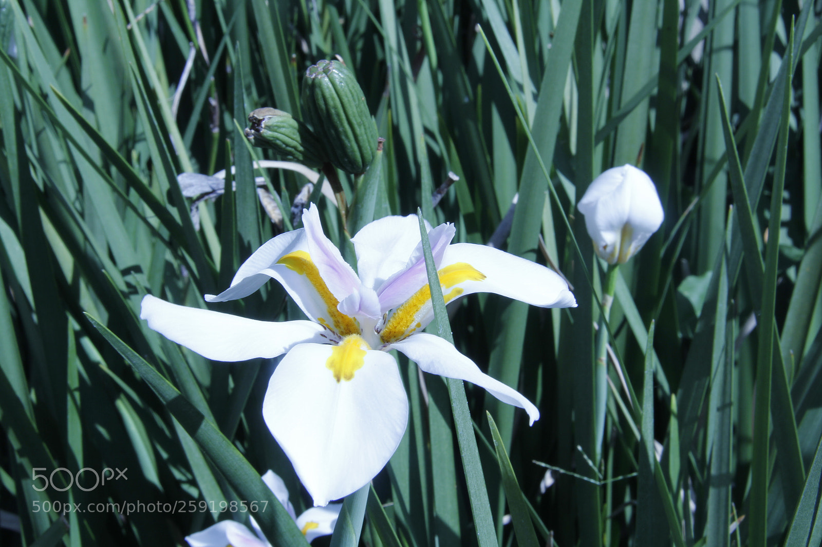 Canon EF-S 18-200mm F3.5-5.6 IS sample photo. Untitled photography