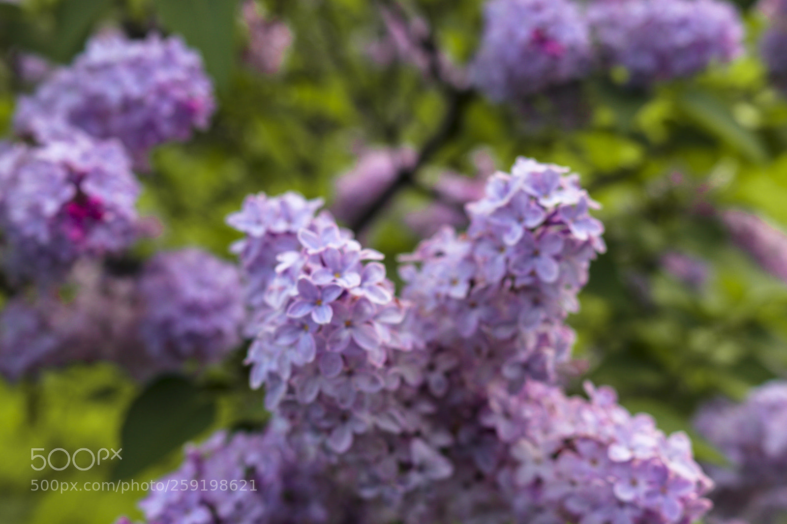 Canon EOS 80D sample photo. Rochester lilac festival 2018 photography