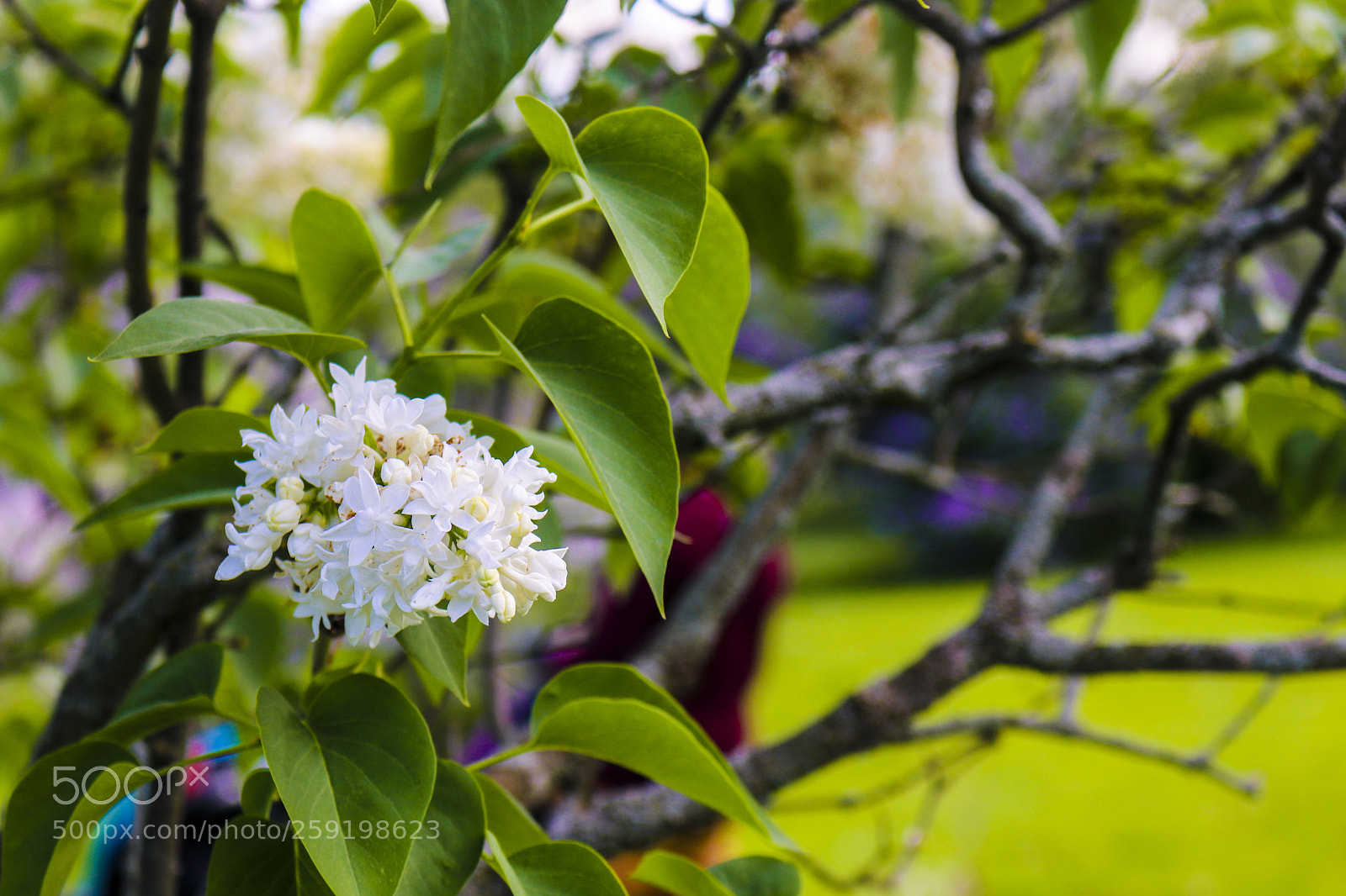 Canon EOS 80D sample photo. Rochester lilac festival 2018 photography