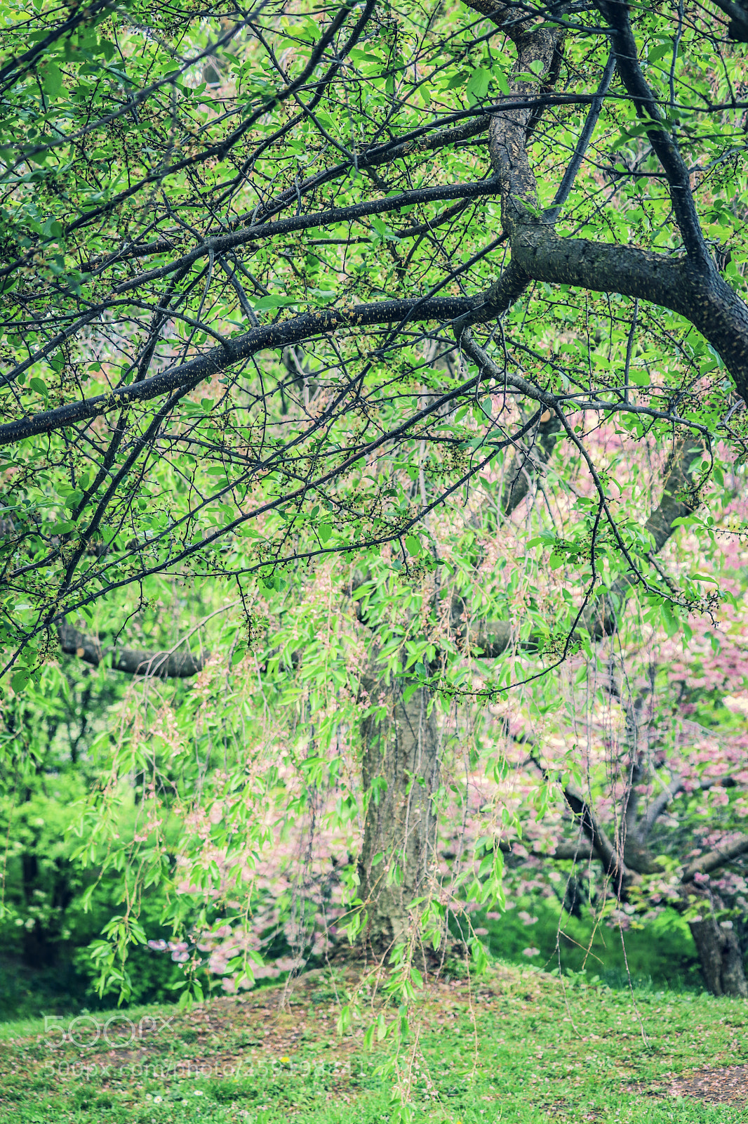 Canon EOS 80D sample photo. Rochester lilac festival 2018 photography