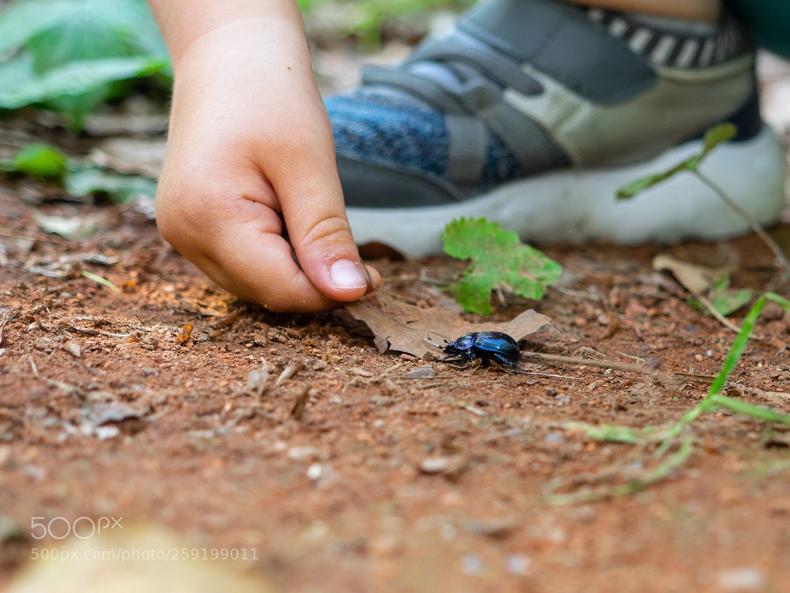 Olympus OM-D E-M1 sample photo. Exploration on a forest photography