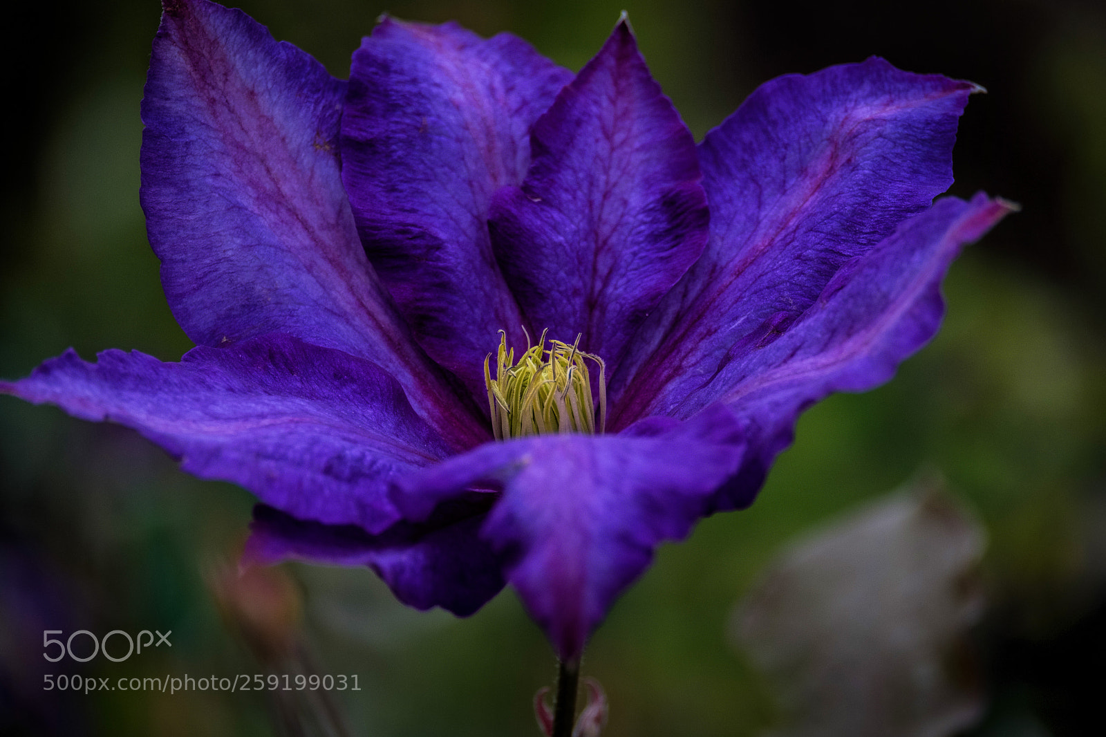 Fujifilm X-T2 sample photo. Big blue photography