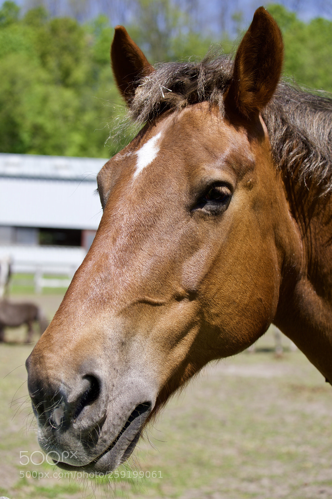 Canon EOS 5D Mark IV sample photo. True beauty photography