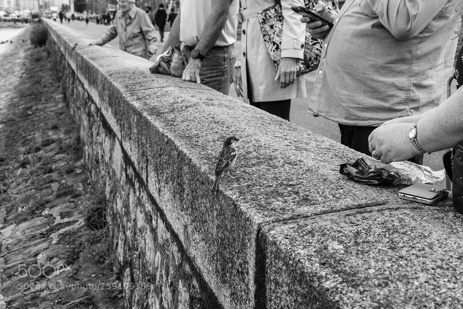 Fujifilm X-Pro2 sample photo. Moineau photography