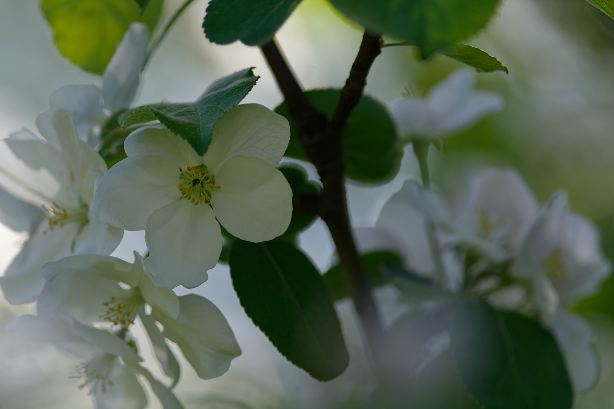 Nikon AF-S Nikkor 300mm F4D ED-IF sample photo. Apple flowers photography