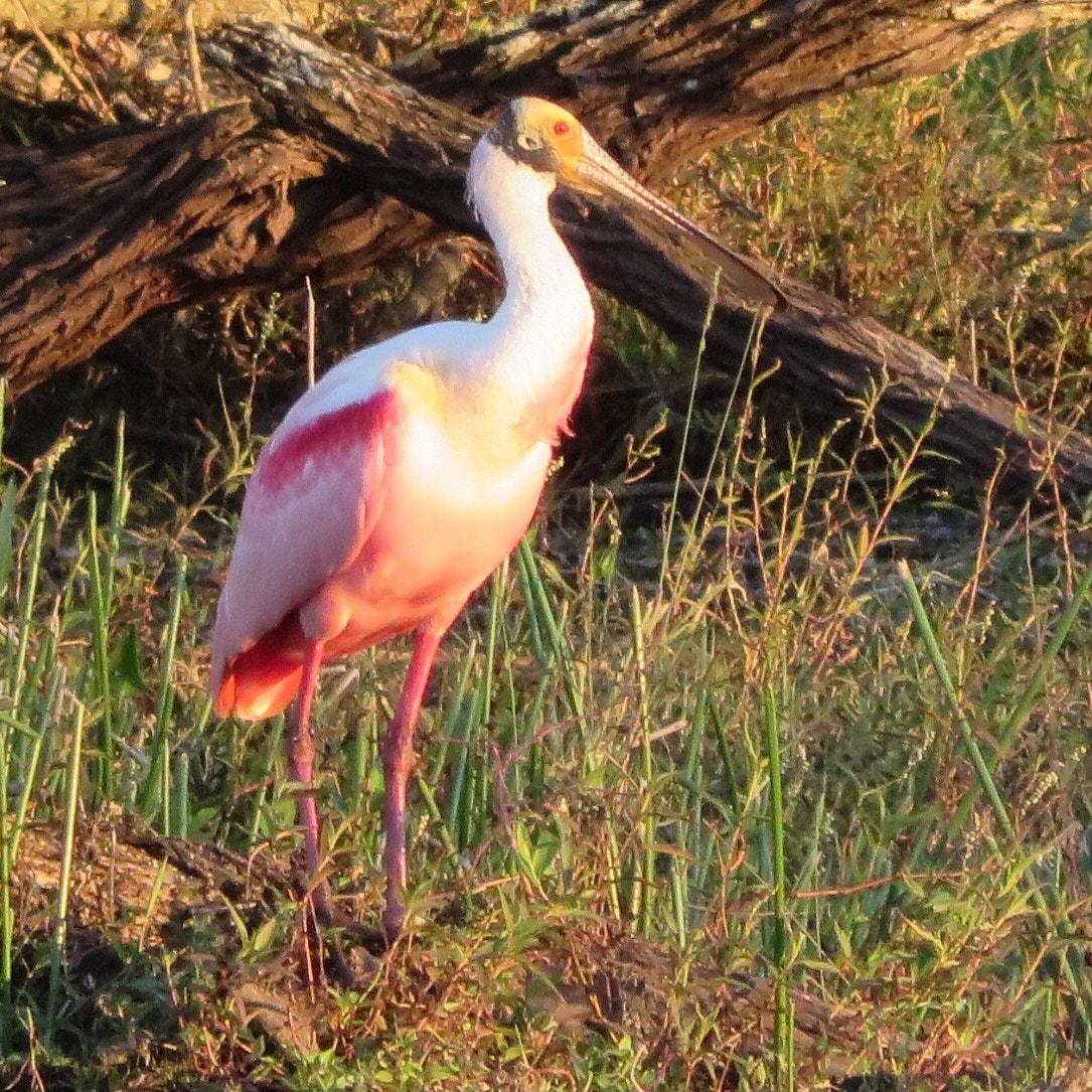 Canon PowerShot SX280 HS sample photo. Roseate spoonbill in sunset photography