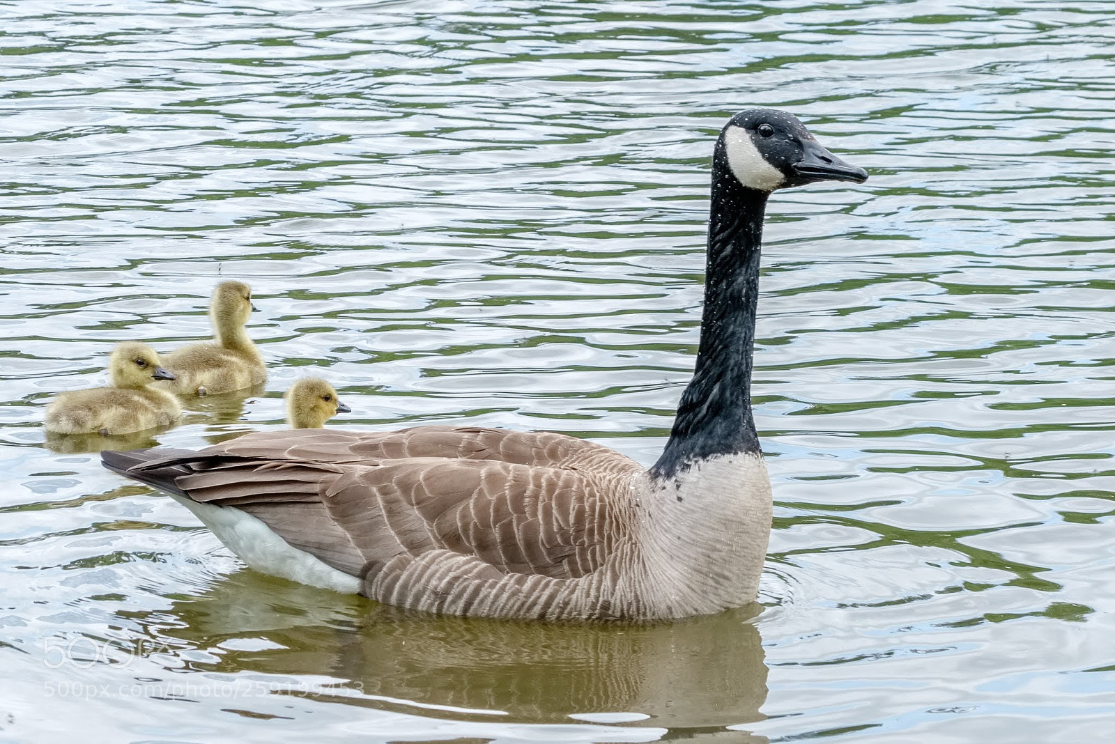 Fujifilm X-T2 sample photo. Mamma goose photography
