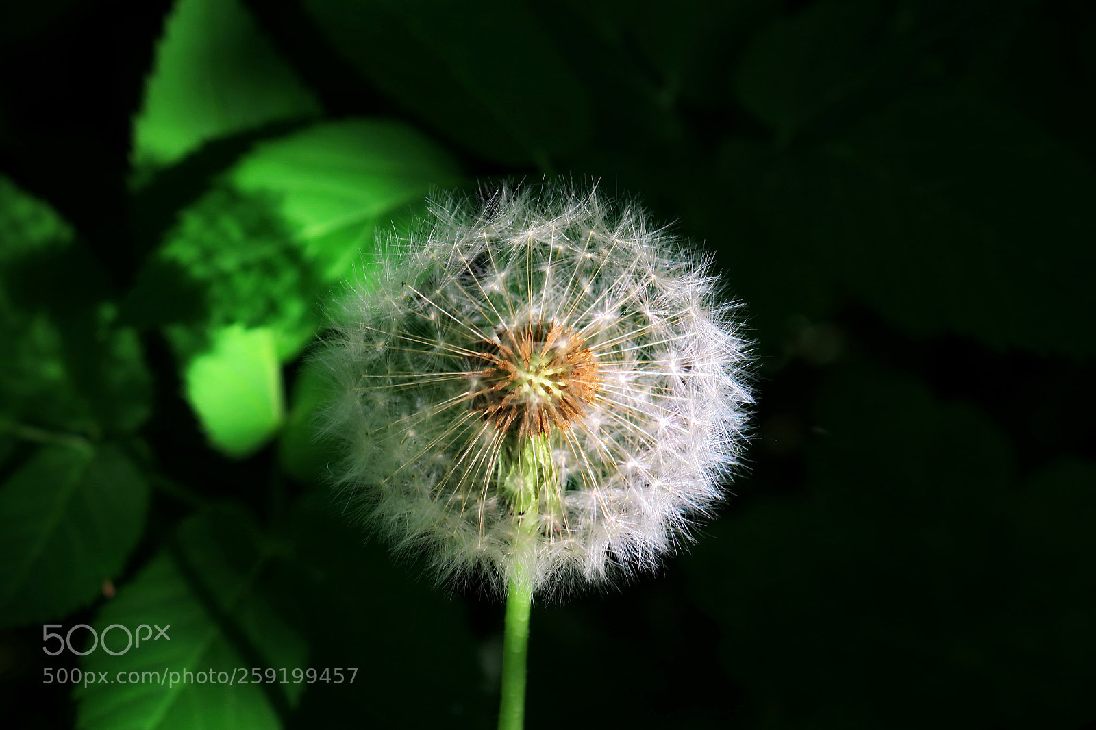 Canon PowerShot G3 X sample photo. Dandelion photography
