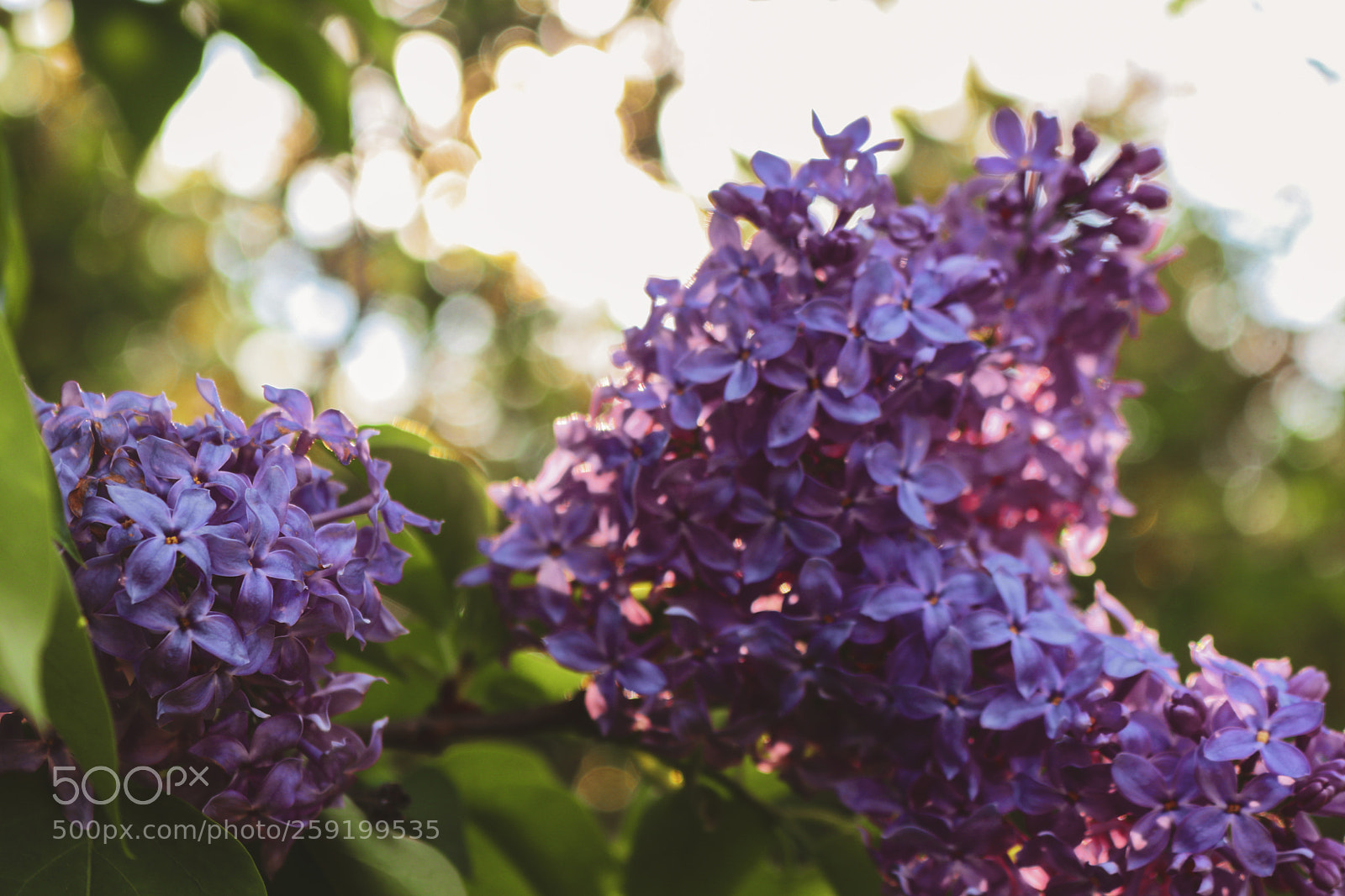 Canon EOS 80D sample photo. Rochester lilac festival 2018 photography