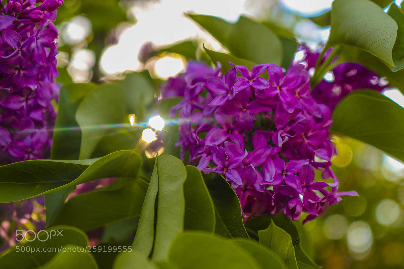 Canon EOS 80D sample photo. Rochester lilac festival 2018 photography