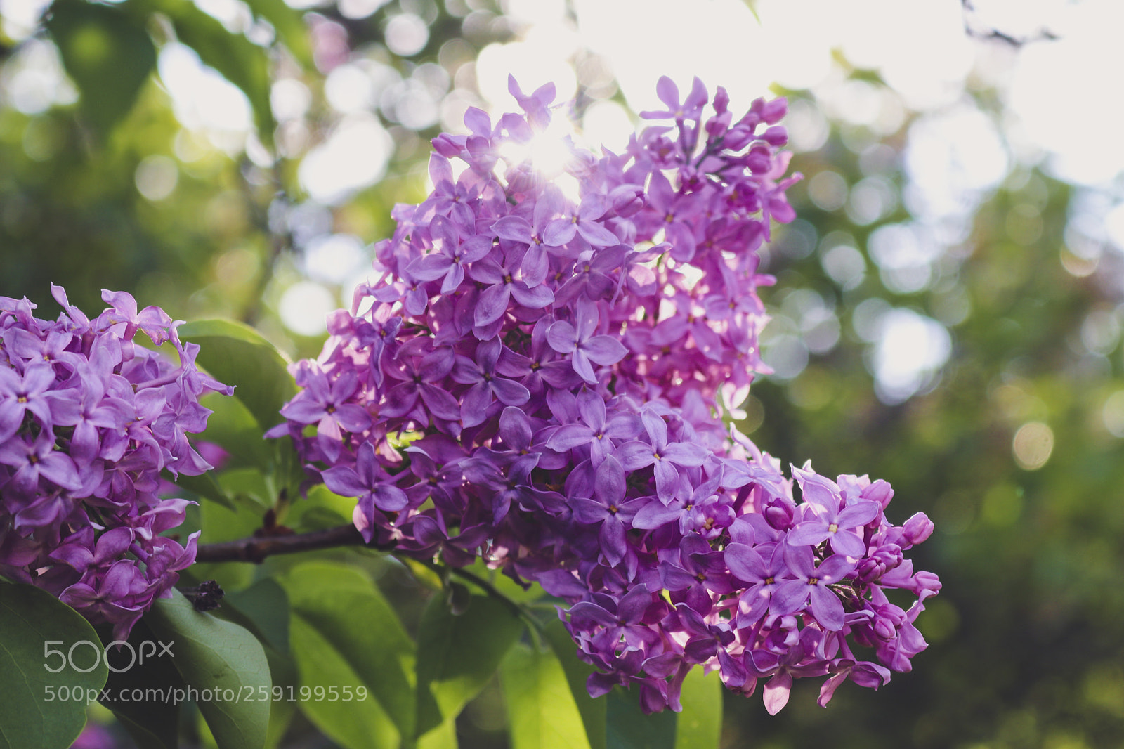 Canon EOS 80D sample photo. Rochester lilac festival 2018 photography