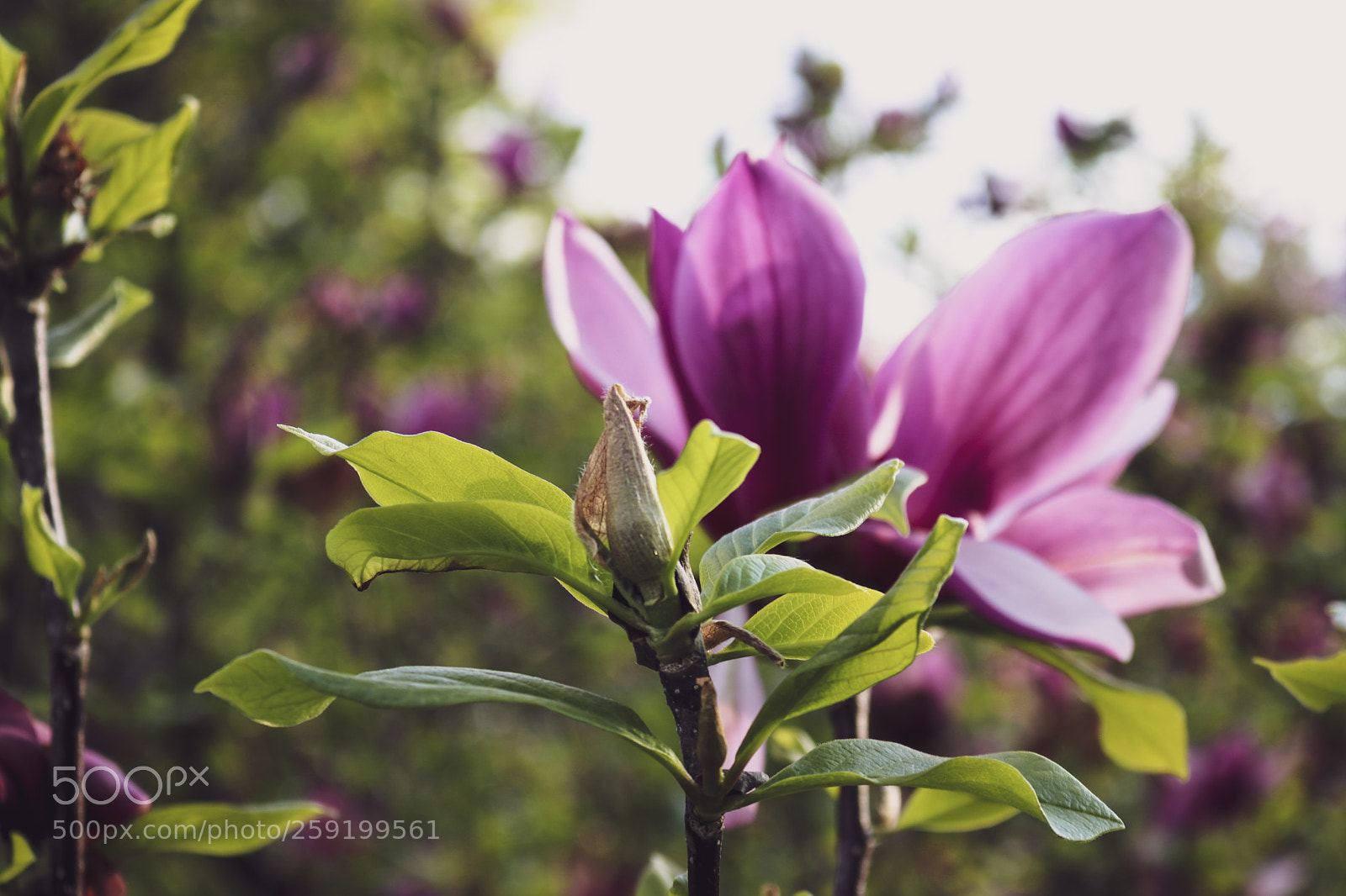 Canon EOS 80D sample photo. Rochester lilac festival 2018 photography