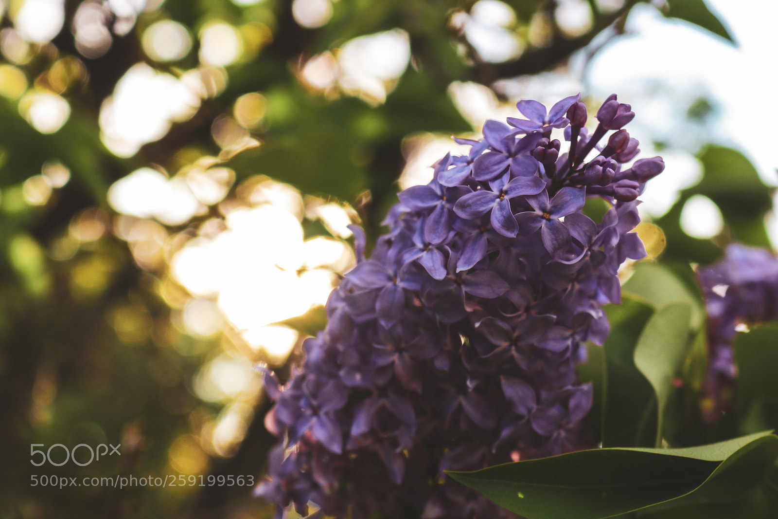 Canon EOS 80D sample photo. Rochester lilac festival 2018 photography