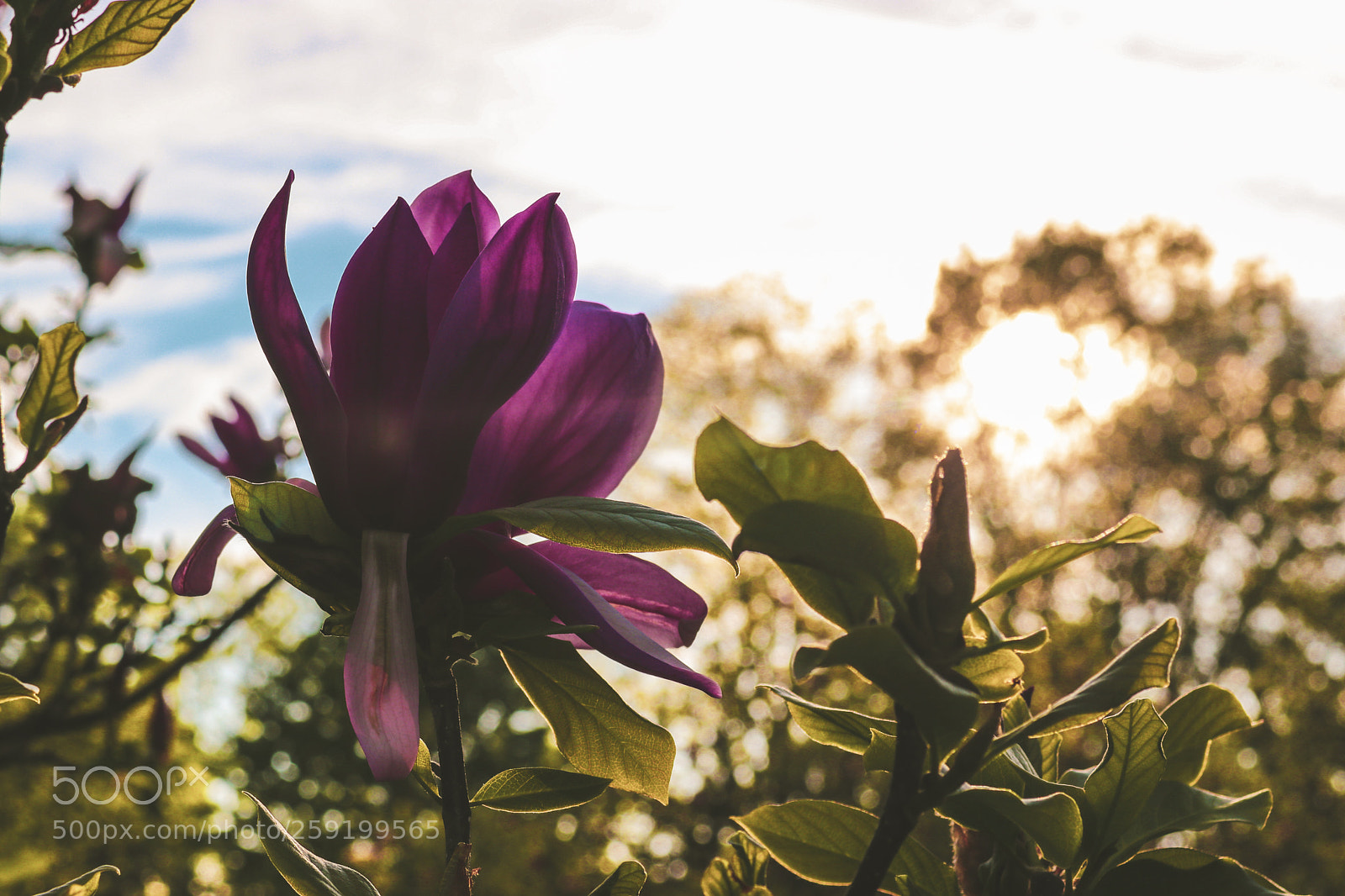 Canon EOS 80D sample photo. Rochester lilac festival 2018 photography