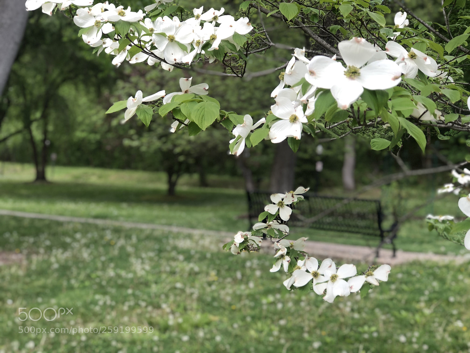 Apple iPhone 8 Plus sample photo. Flower tree photography
