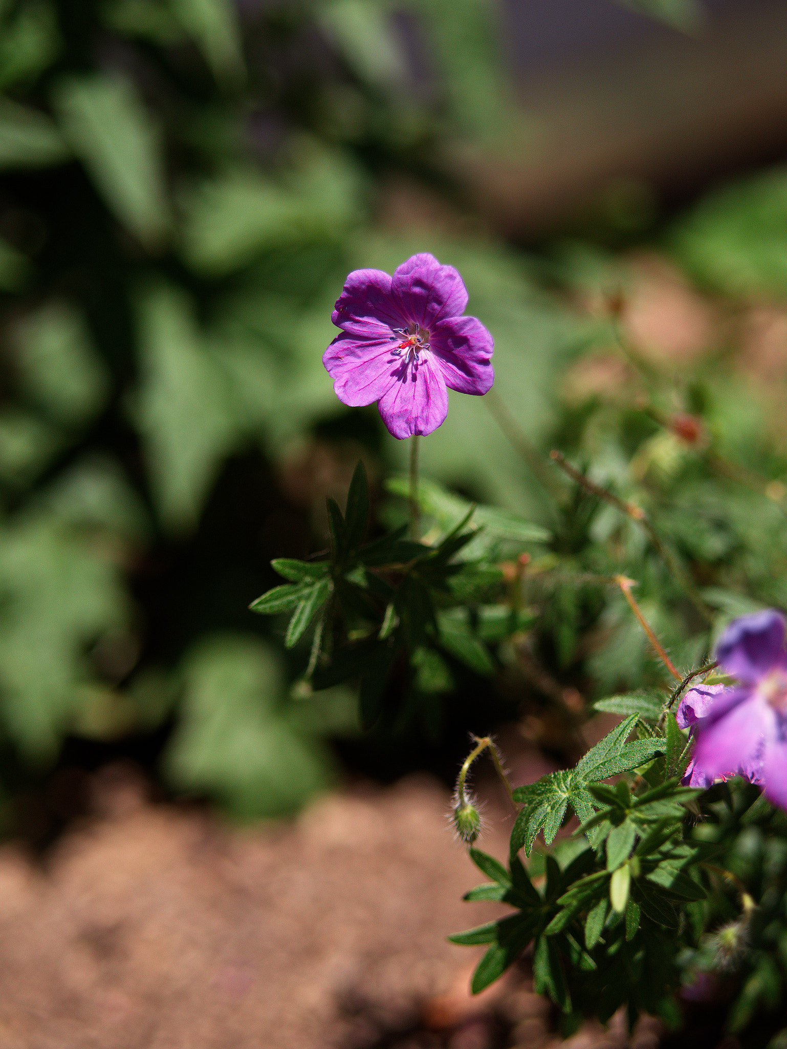 Panasonic Lumix DC-GX9 sample photo. Le printemps dans la ville photography