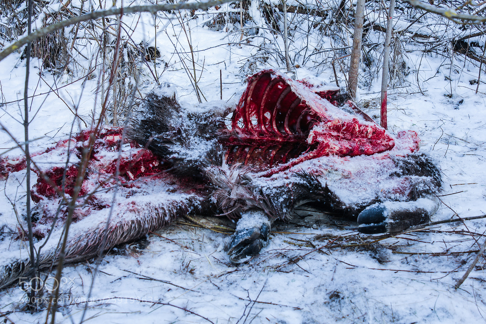 Canon EOS 550D (EOS Rebel T2i / EOS Kiss X4) sample photo. Chernobyl corpse photography