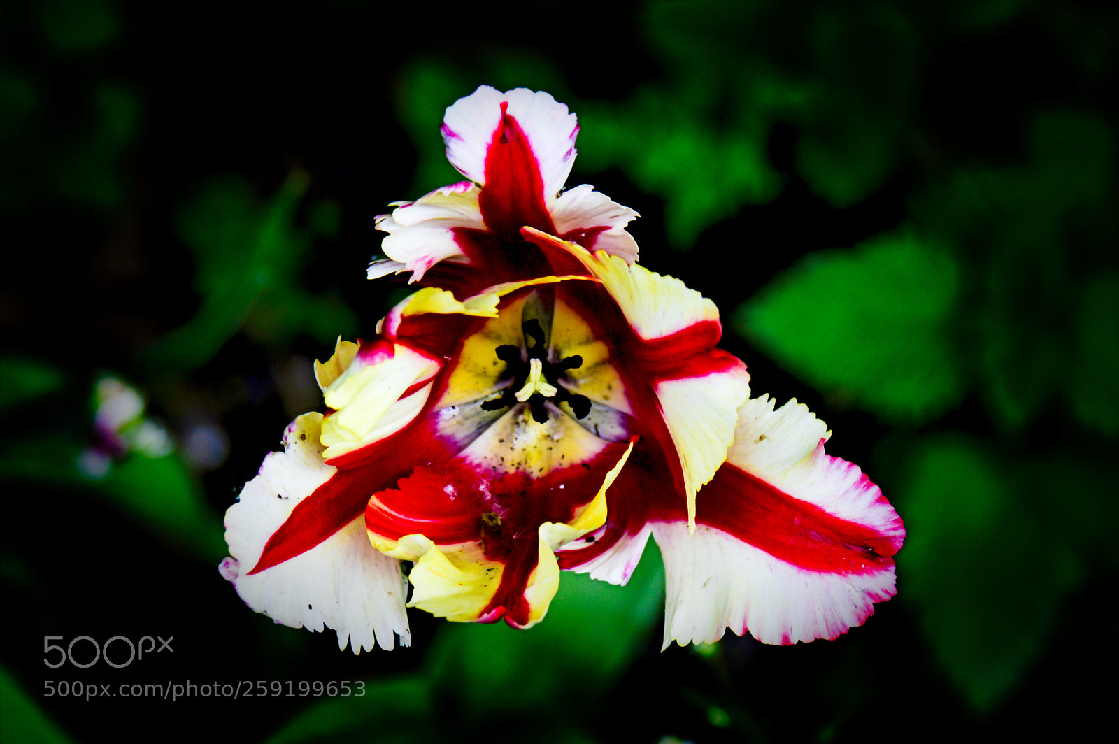 Nikon D3200 sample photo. Parrot tulip photography